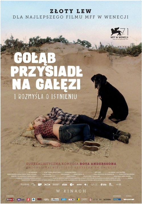gołąb